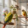 Spinning Puzzle Parrot Mirror Toy Wear-Resisting Parrot Spinning Wheels  Small Parrot