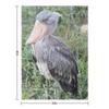 Shoebill Throw Blanket Christmas Gifts Extra Large Throw Decorative Sofa Stuffeds Blankets