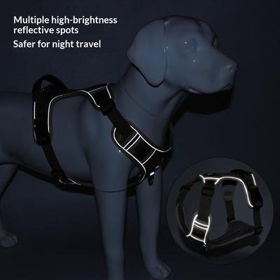 Perros – Collares y correas