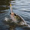 Pencil Topwater Fishing, Floating Long Hard for and