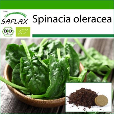Bio - Spenót - Matador - 300 mag - Cserepes táptal a jobb termesztés érdekében - Spinacia oleracea