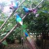 Room Mini Decoration Home Garden Wedding Feathers Artificial Birds Emulation Bird Fake Peacock