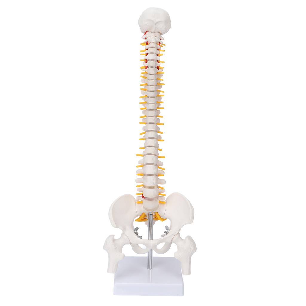 Vertebral Column Model Flexible Spine Caudal Vertebra Anatomical Model with Spinal Nerves for Science Classroom Teaching