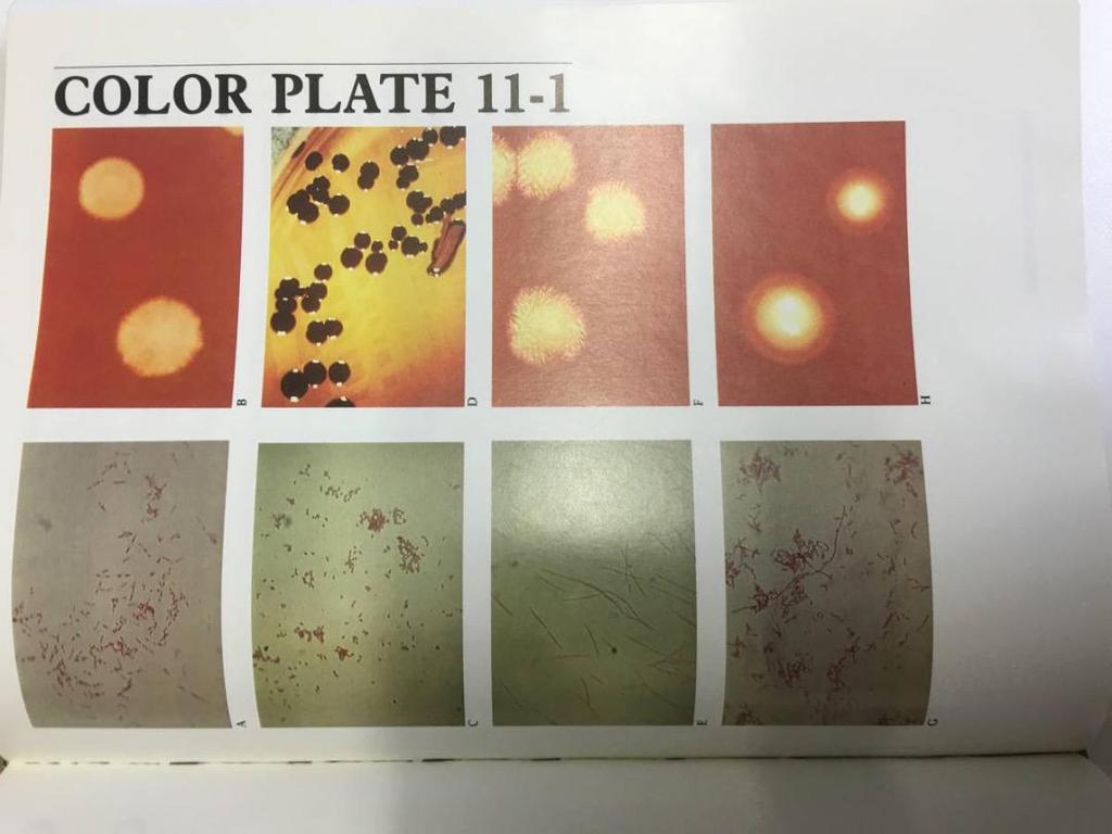 [USED] Color Atlas and Textbook of Diagnos Medical Books