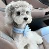 Universal Summer Pet Cooling Ice Scarf Dog Cat Neck Collar Physical Heatstroke Prevention Cool Towel Outdoor Ice Neck Ring