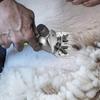 2000W 6 Speed 220V Shaver Animal Trimmer Shearing Supplies Farm Cutting Electric Wool Shears Goat Sheep Pet Hair Clipper