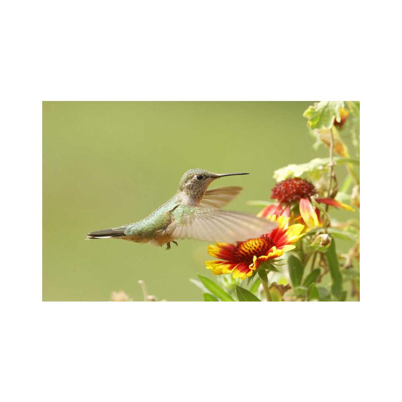 Posters and Prints with Hummingbird, Canvas Painting, Birds, Animals, Cuadros, Wall Art Paintings for the Living Room, Modern Home Decor,
