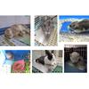 Comtim Rabbits Cooling Mat, Self Cooling Mat Pad for Hamster Guinea Pig Chinchilla Bunny Kitten Cat and Other Small Animals, Pet Cool Plate Ice Bed,