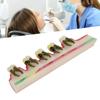 Dental Periodontal Disease Model Tooth Disease Study Teaching Model for Dental School