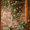 DIY Artificial Rose Flower 52cm Rose Vine Photography Props Flower Arrangement  Home