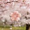2026  Cherry Blossom Series Plush Doll Pendant Kawaii Pink Flower Car Keychain Gift For Cute Girlfriend Bag Decoration
