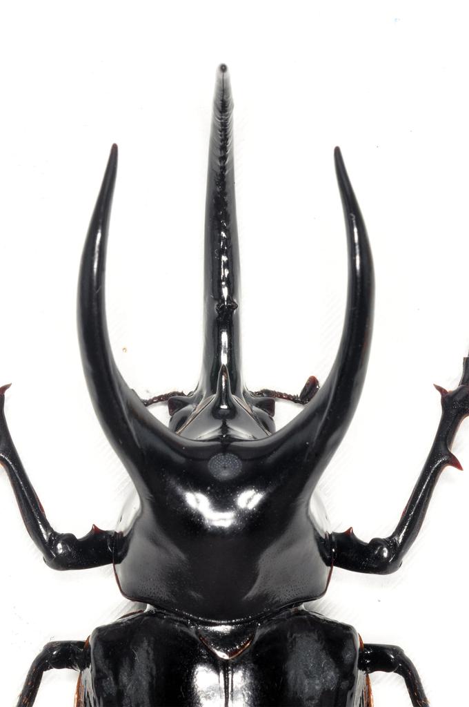 BACALYSO Nirvana Mohrenkamp Beetle Magnetic Refrigerator Realistic Adult Illustrated Plastic Model Finished Figurine Figure, Ornament, Beetle,