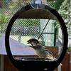 Bird Feeder For Glass , With A Strong Suction Cup For Convenient Indoor Birdwatching.