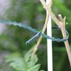 50Pcs Adjustable Plastic Plant Cable Ties Reusable Garden Tree Climbing Support Plant Vine Tomato Stem Clip Plant Straps Tools