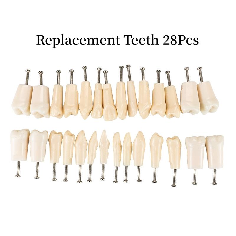 28/32 Teeth Model Dental Teaching Model Soft Gum Typodont Teeth Model Dentist Technician Practice Training Demonstration Model 28Pc Teeth