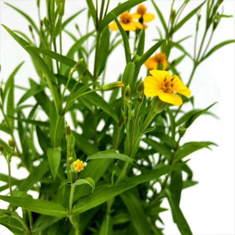 50 Mexican Tarragon Seeds (Lucida Marigolds) Reproducible Seeds