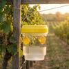 Hanging Wasp Trap Reusable Fruit Fly Trap Eco-friendly Detachable Plastic Hornet Trap with Two Entrances for Garden Orchard Effective Insect Control