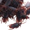 50pcs Trick Simulation Cockroach Toys Lifelike Cockroach Prank Toys  April Fool's Day