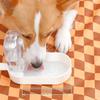 Portable Pet Water Bottle Leak-Proof Water Dispenser with Food Compartment 2-in-1 Travel