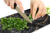 Glass Board Cutting Board 52X30 Marble