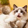 Katten speeltje konijnenbontbal echte konijnenbont speelse kattenbontbal rijke en aangename huisdierengeur snuffelende kat konijnenbontbal speelgoed