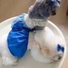 Lace Pet Clothes Breathable Dog Vest Fashion Pet Lace Denim Dress  Kittens