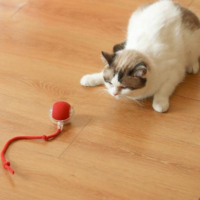 Gatos – Brinquedos para gatos