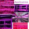 MALITAI 12V LED Grow Light Strip Set For Greenhouse Indoor Vegetable Garden Lamp 5050 SMD LED Full Spectrum Lights For Plants With EU Adapter