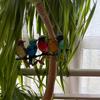 Cute Colorful Bird Pendant Acrylic Car Pendant Garden Garden Decoration Pendants