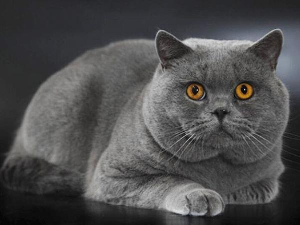 5D DIY Алмазная Мозаика Животные Полный Круглый Алмазная Картина Кошка Горный Хрусталь Мозаика Полный Макет Украшение Дома Full Round 20x25CM gray