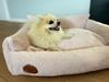 Fluffy Cream Bed - 60cm x 50cm