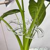 Clear Plastic Plant Stem Stabilizers Garden Stakes for Supporting Fragile Flowers Herbs Small Trees