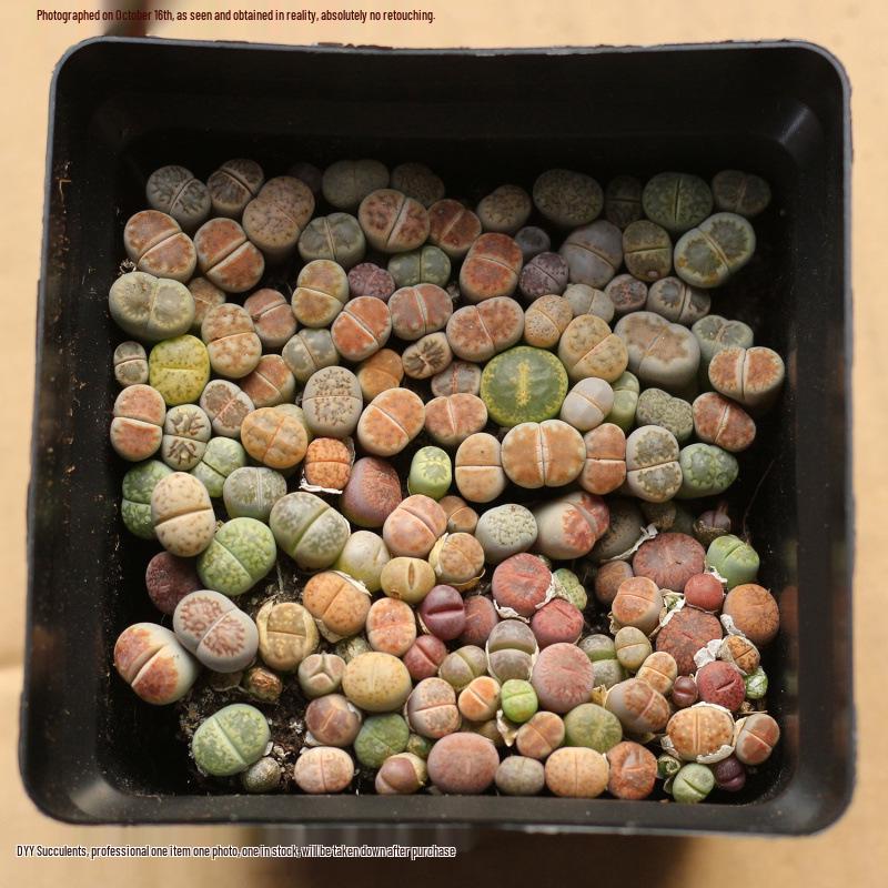 Rare Lithops Succulent Pot: Diverse Colors & Varieties