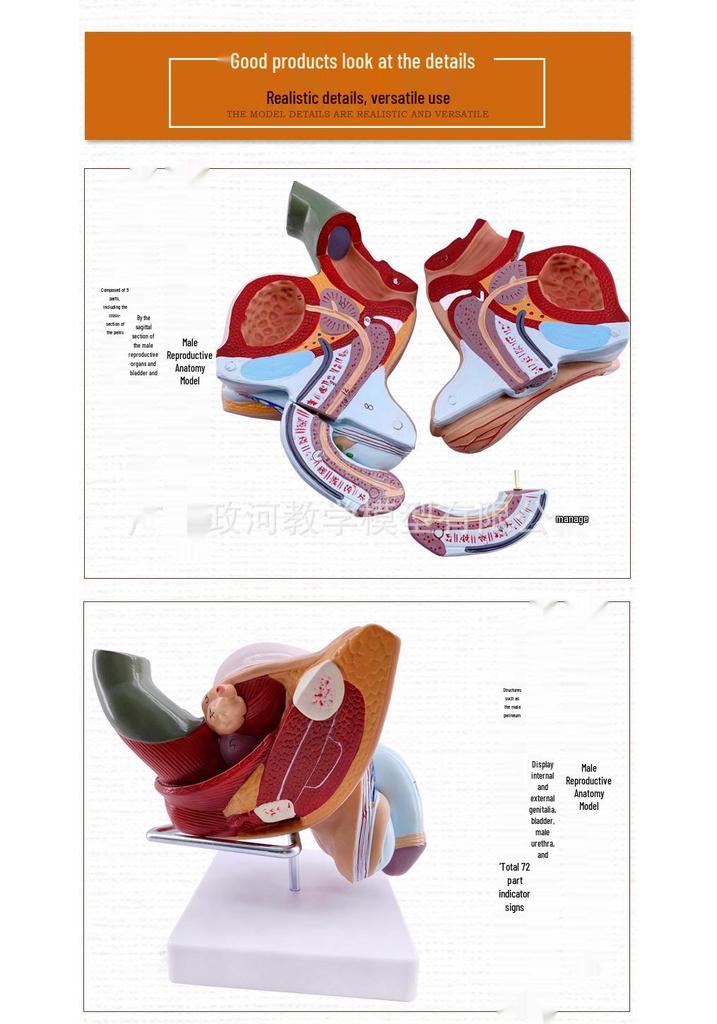 Male Reproductive and Urinary System Teaching Model with Internal and External Genitalia