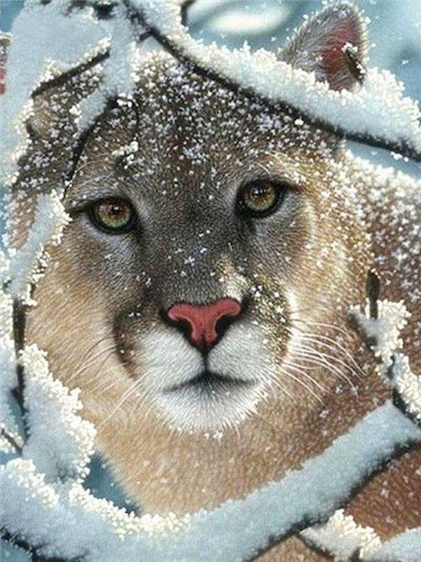 

Джунгли Леопарды Личность DIY Полная Дрель Алмазная Декоративная Картина Full Round 20x30CM