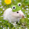 4 Pieces Hamster Hat Mini Small Animals Hat with Adjustable Strap Lovely Hand Knitted Frog Rainbow Carrot Tiny Hats for Lizard Guinea Pig Reptile