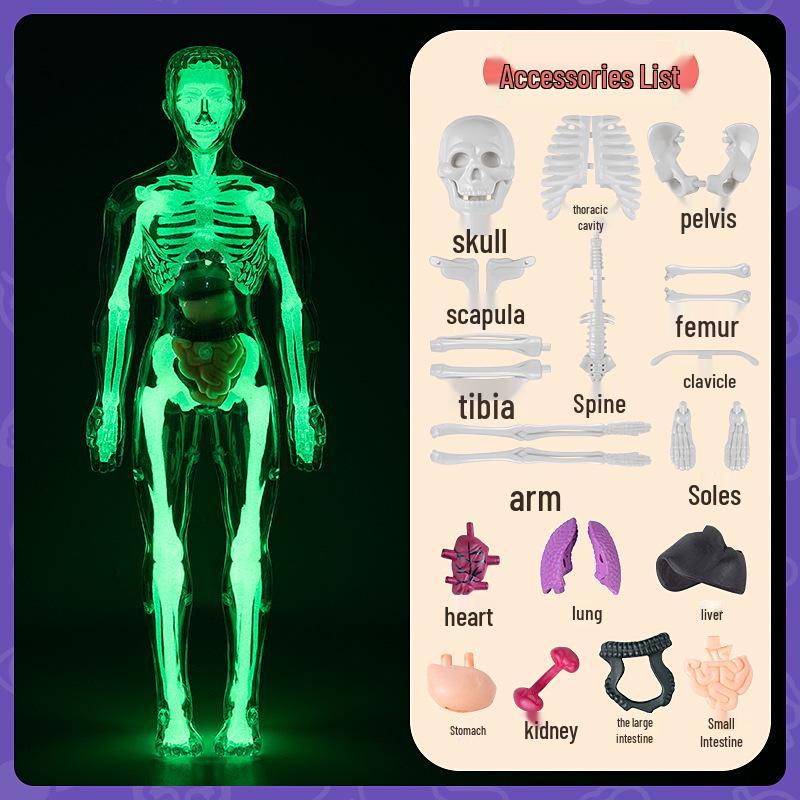 3D Human Skeleton Model Kit for Children's Educational Anatomy and Medical Teaching