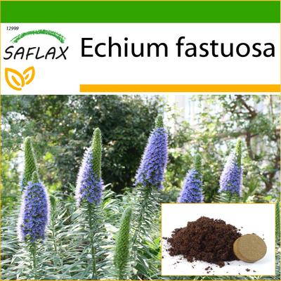 Pride of Madeira – 100 Samen – Mit Blumenerde für eine bessere Anzucht – Echium fastuosa