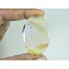 32X45X05MM Natural Montana Agate Oval Shape Cabochon Loose Gemstone 60Cts. B-294