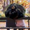 1PC Black Bears Automatic Umbrella - Suitable Travel Outdoor Portable Umbrella Birthday Gift Daily Essentials