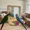 Anti-slip Wood Bird Training Stand Bite Resistant Birds Grinding Perch Holder  Foraging Activity