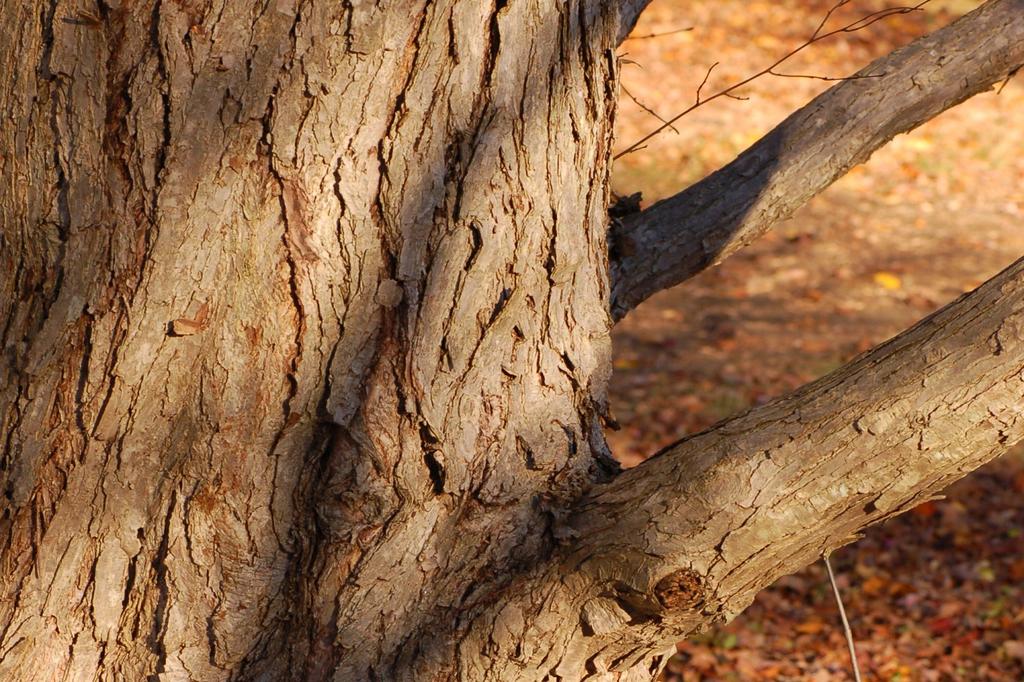 SAFLAX Katsuratree - 200 semen - Cercidiphyllum japonicum