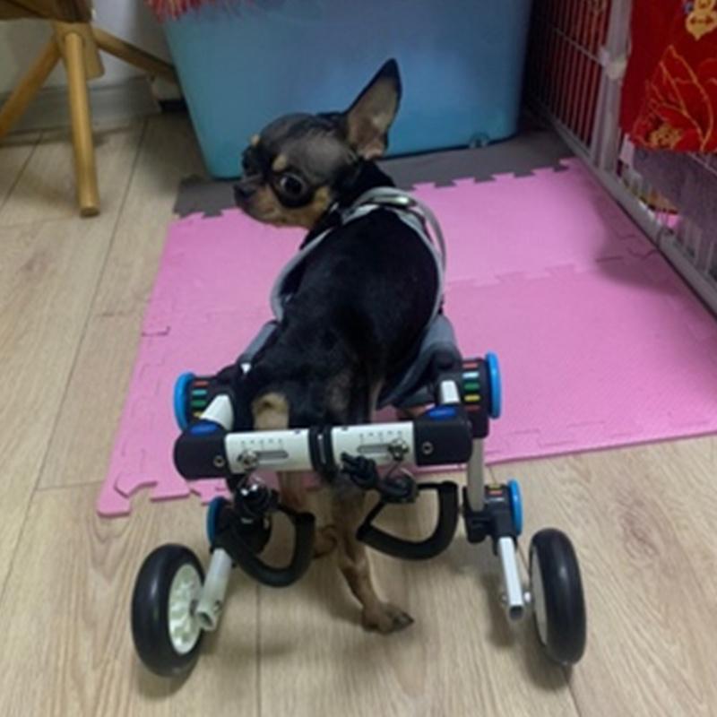 Dog Wheelchair For Hind Leg Rehabilitation