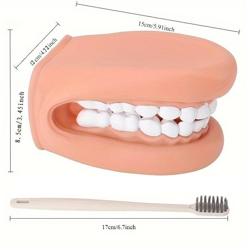 Dental Model Oral Teaching Simulation Teaching Aids Kindergarten Children Brushing Demonstration Nursing Medical Tool