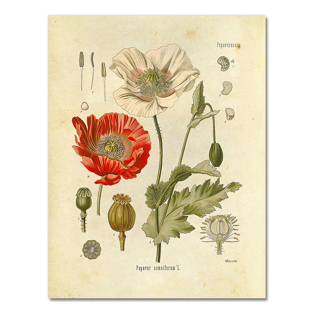 Vintage Wild Plant Poster Botanical Flower Study Living Room Hanging Painting Peony Picture Aesthetic Room Decor Canvas Paintng