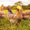 3pcs Chicken Helmet Plastic Bird Head Protective Hat Chicken Claw Helmets Fun Protective Hen Hat Small Pet Helmets, Small Pet