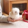 Lamb Sheep Plush Pendant Cartoon Soft Lamb Doll Ornament  Year of the Sheep
