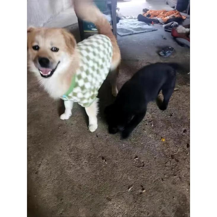 French Bulldog Winter Dog Clothes Coat Warm and Thickened Vest Jacket Fat Dog Costume Bulldog Pug Green Plaid Pet Dog Clothes