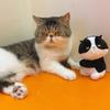 Cartoon Animal Cat Plush Pendant Soft Key Chain Cute Cartoon Clip Doll Toy  Birthday Gift