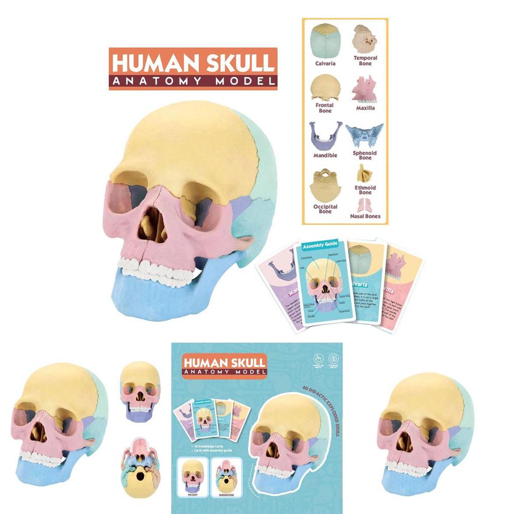 4d Human Skull Model Detachable Specimen Cranium Model Educational Toy